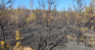 У Рава-Руському лісгоспі згоріло майже 10 гектарів лісових культур